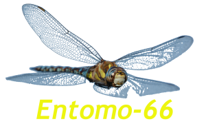 Entomo-66